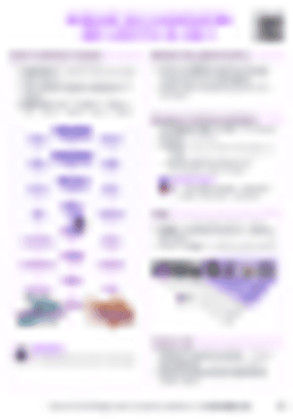 IB Bio A3.2 Classification and cladistics Cheatsheet (HL) - PDF cheatsheet preview